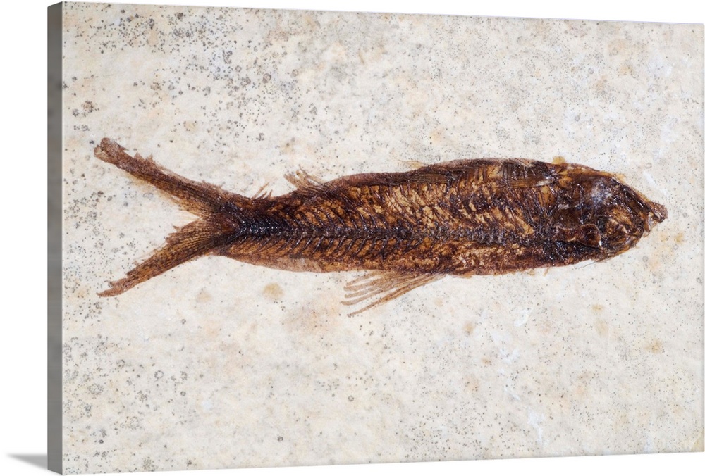 Fish fossil. This specimen was found in the Green River Formation, Wyoming, USA, which dates to around 50 million years ag...
