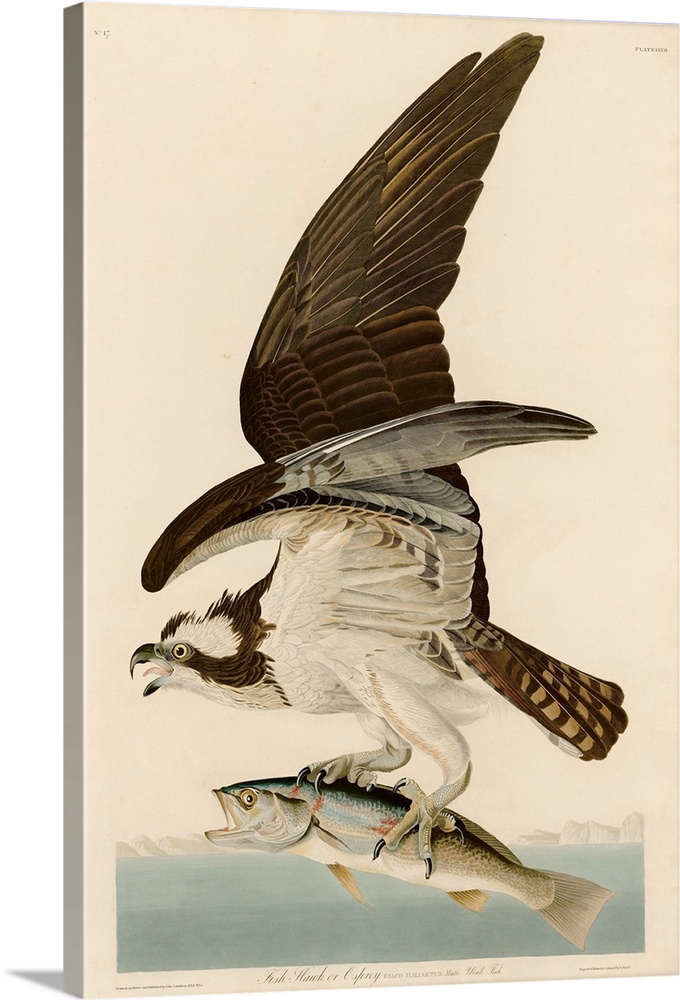 An illustration engraved by Robert Havell, Jr. and published in Birds of America by John James Audubon. 1830.