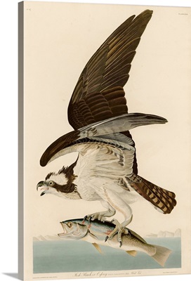 Fish Hawk Or Osprey By John James Audubon