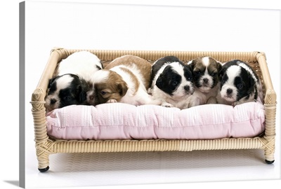 Five dogs sitting on toy sofa
