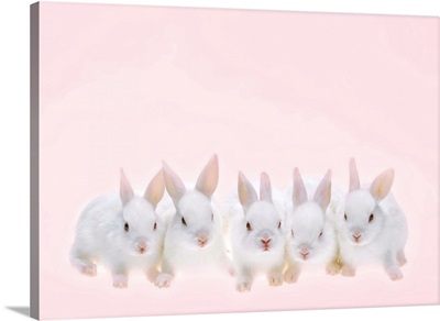 Five Rabbits