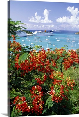 Flamboyant tree overlooking harbor