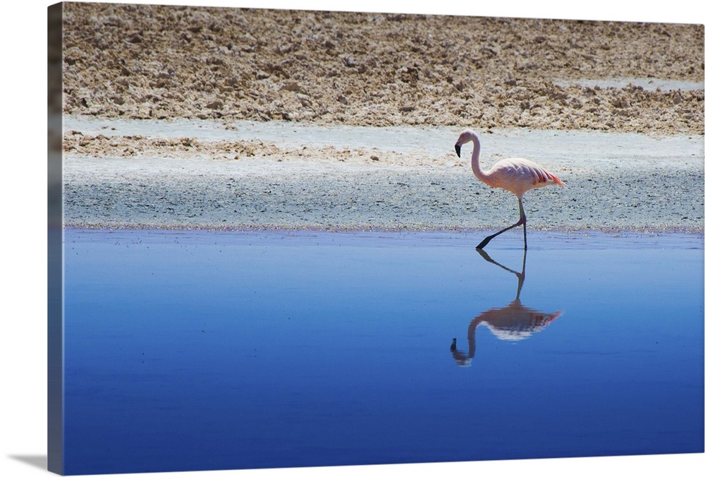 Flamingo walking with his reflection.