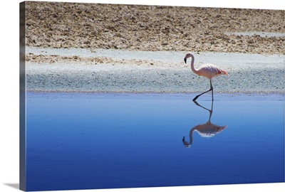 Flamingo walking with his reflection.