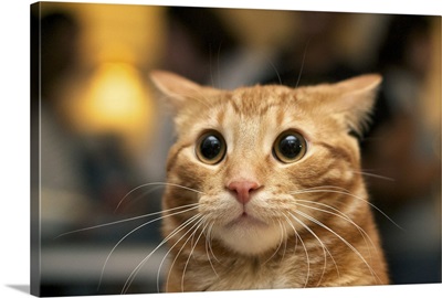 Flash photo of orange cat looking surprised with large eyes, ears back.