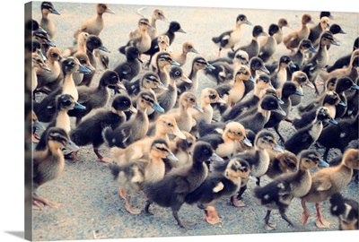 Flock of ducklings marching on road.