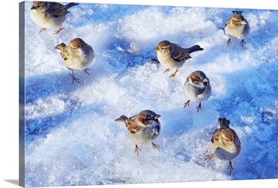 Flock of House Sparrows (Passer domesticus) on snowy ground
