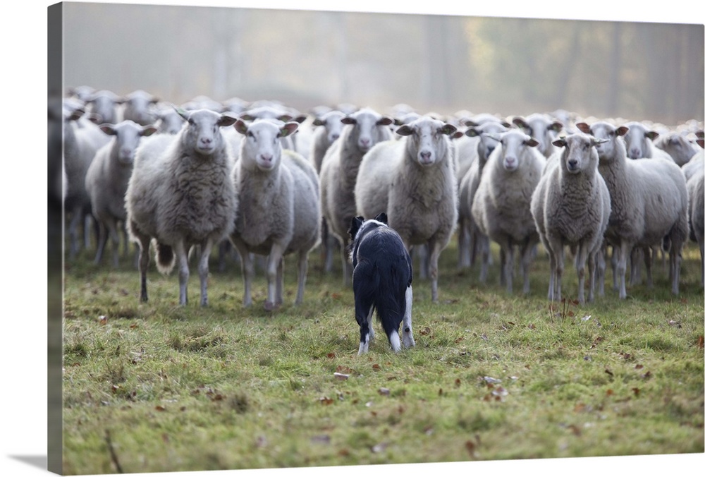Sheep standing in flock with Border Collie dog in grass.