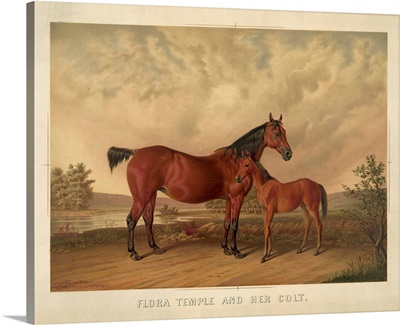 Flora Temple And Her Colt