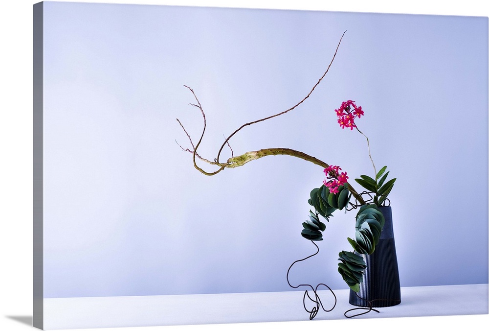 epidendrum,flower,flower pot,green leaf,wire,willow,eucalyptus