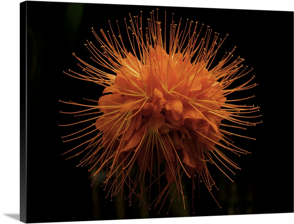 Flower from a Brownea macrophylla tree, Costa Rica