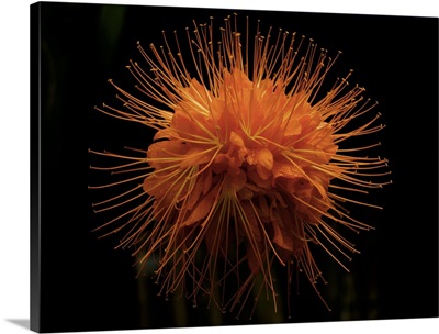 Flower from a Brownea macrophylla tree, Costa Rica