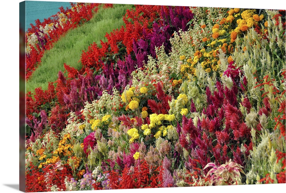 Flower show, colorful mountain of flowers, beautiful flowers, lalbagh, bangalore.