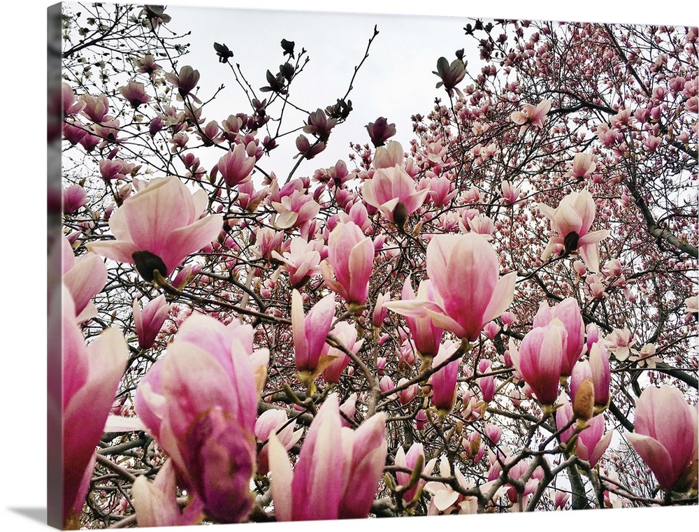 Flowering magnolia trees in New York City's Central Park during springtime