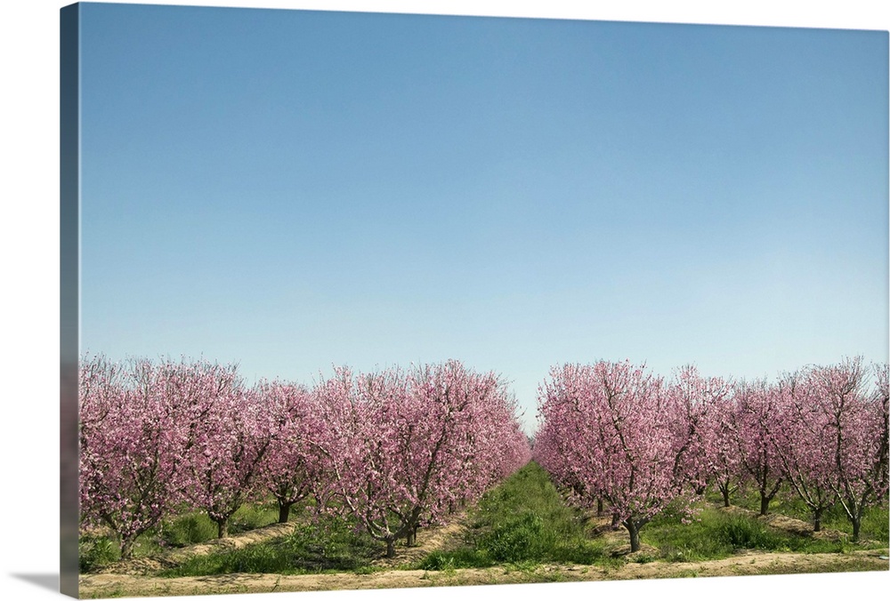 Flowering peach trees (Prunus persica) in orchard.