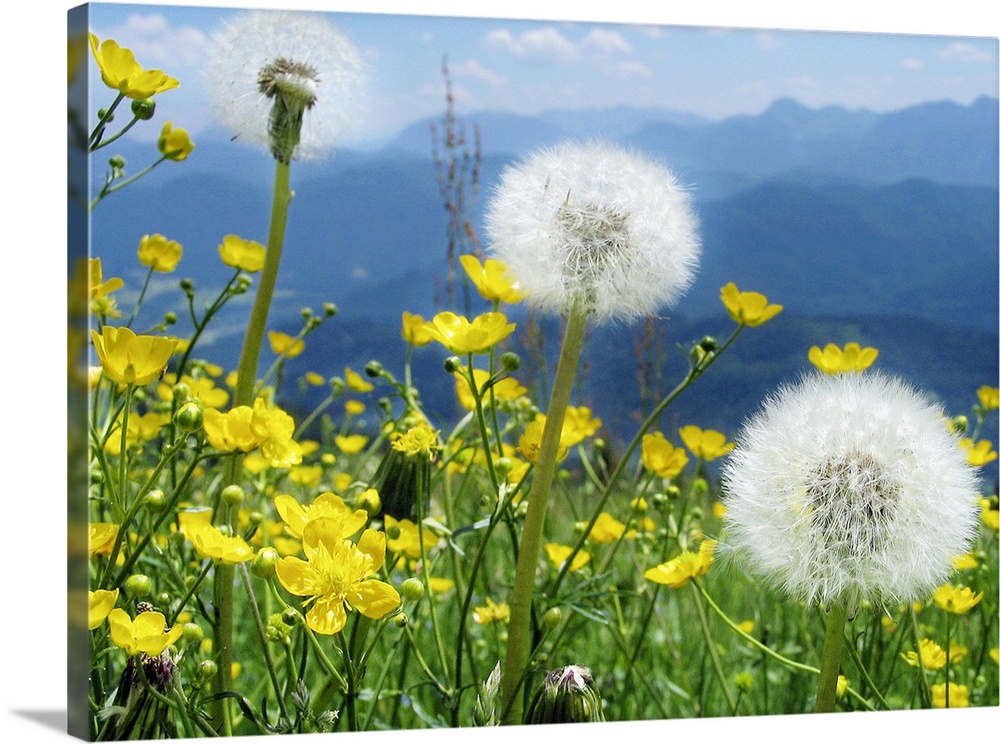 Buttercups, blowballs and more blossom on this delightful high spring meadow with range blue Alpine mountains in back. Pri...
