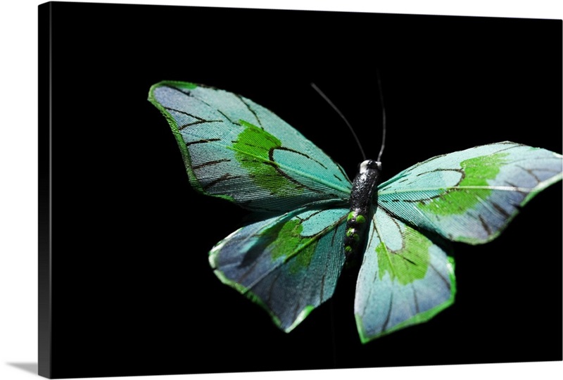 Flying butterfly Wall Art, Canvas Prints, Framed Prints, Wall Peels