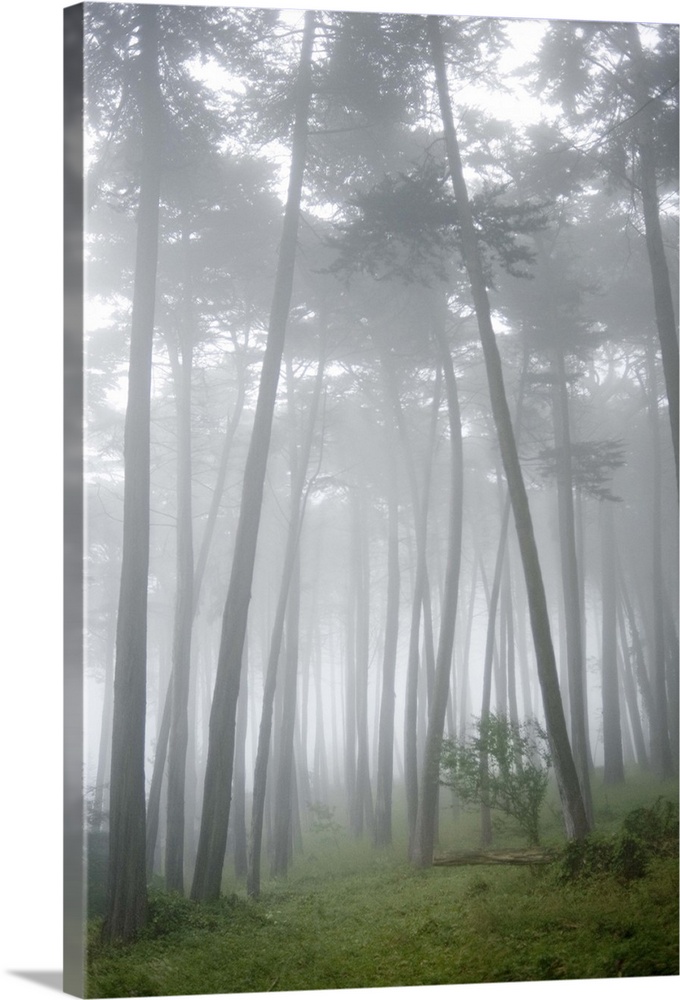 USA, California, San Francisco, The Presidio, Fog surrounding Cypress trees in forest