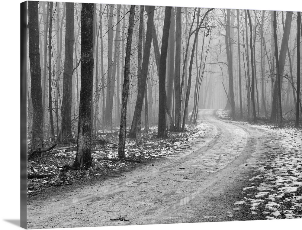 Foggy morning, late winter in Wright Woods Forest Preserve.