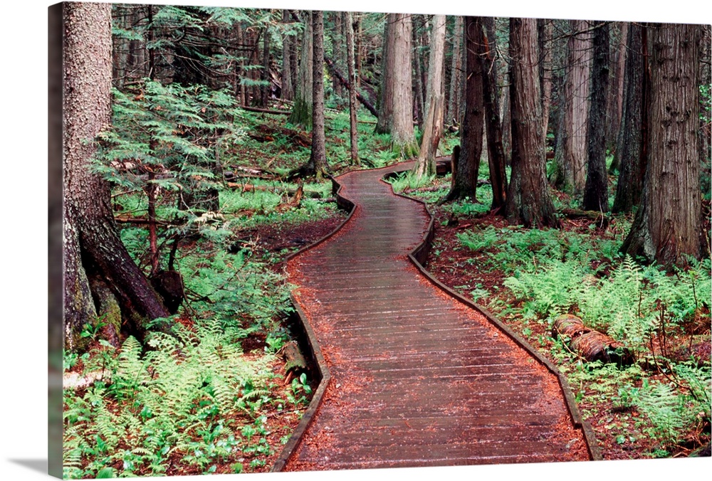 Forest, Glacier National Park, Montana