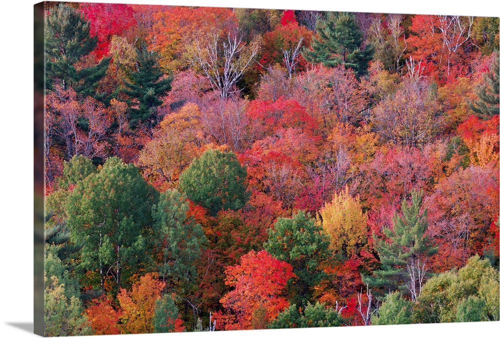 Forest in autumn with fall foliage.  Algonquin Provincial Park, Ontario, Canada.