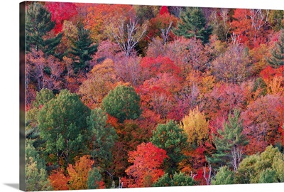 Forest in autumn with fall foliage.  Algonquin Provincial Park, Ontario, Canada