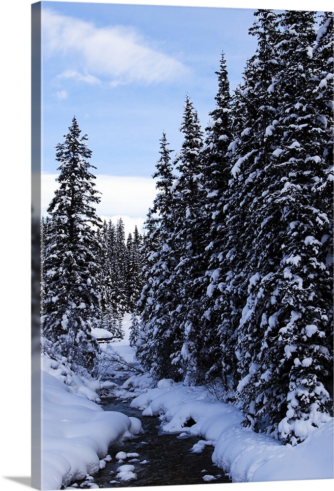 Forest in snow, Lake Louise, Banff, Alberta, Canada