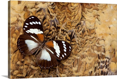 Forest Queen Butterfly, From Africa On Feathered Back Of Tan Ring-Necked Pheasant