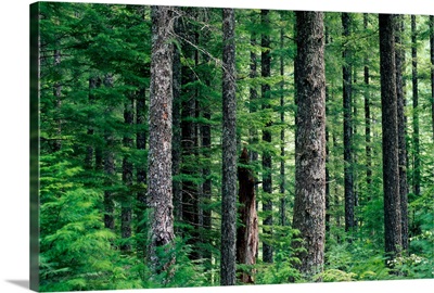Forest Symmetry, Washington