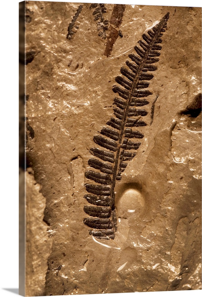A fossil fern, 300 million years old, found in the Vermillion Grove Coal Mine in Illinois where an entire fossilized fores...