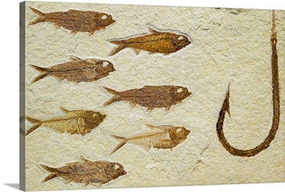 Fossil fish going after fossil fish hook