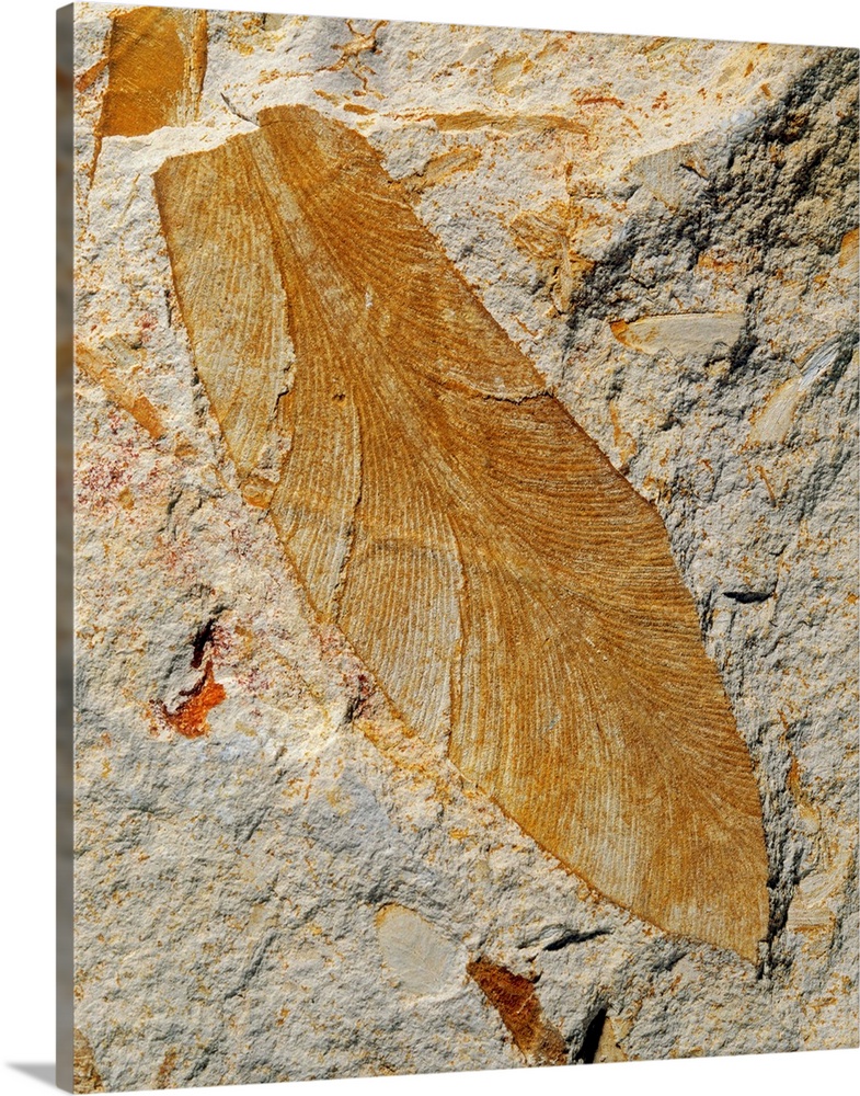 A fossil leaf of a seed fern of the Glossopteris genus, from the Permian period, found in Australia.