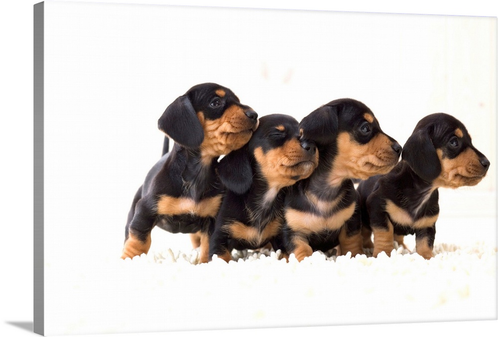 Four dachshund puppies in a row