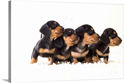 Four dachshund puppies in a row