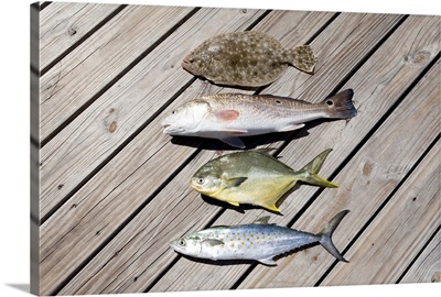 Four Fish Caught in the Gulf Coast, Florida