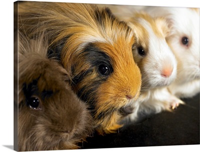 Four guinea pigs sitting in a line, close-up