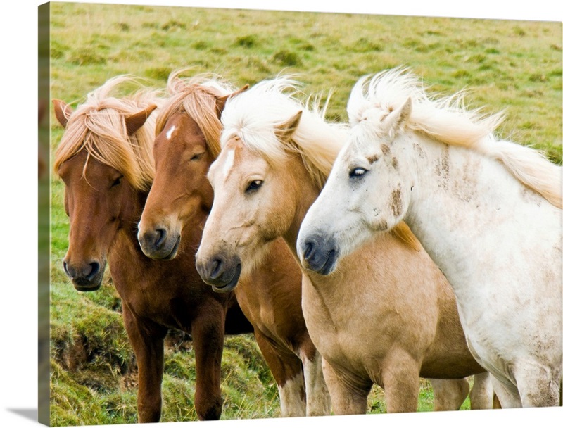 18,311 Four Horses Stock Photos, High-Res Pictures, and Images - Getty  Images