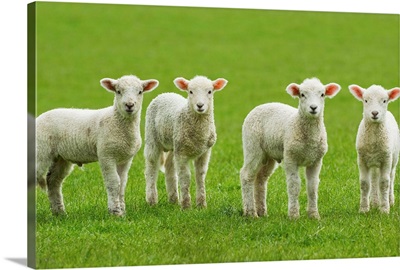 Four Lambs In Green Field
