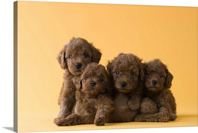 Four Toy Poodle Puppies