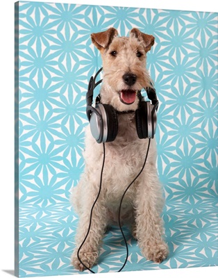 Fox Terrier With Headphones
