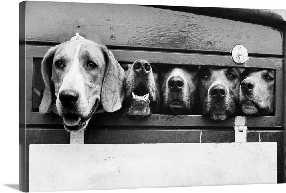 Old Surrey and Burstow Hounds peer out from their van as they wait to go into the show arena at the Royal International Ho...