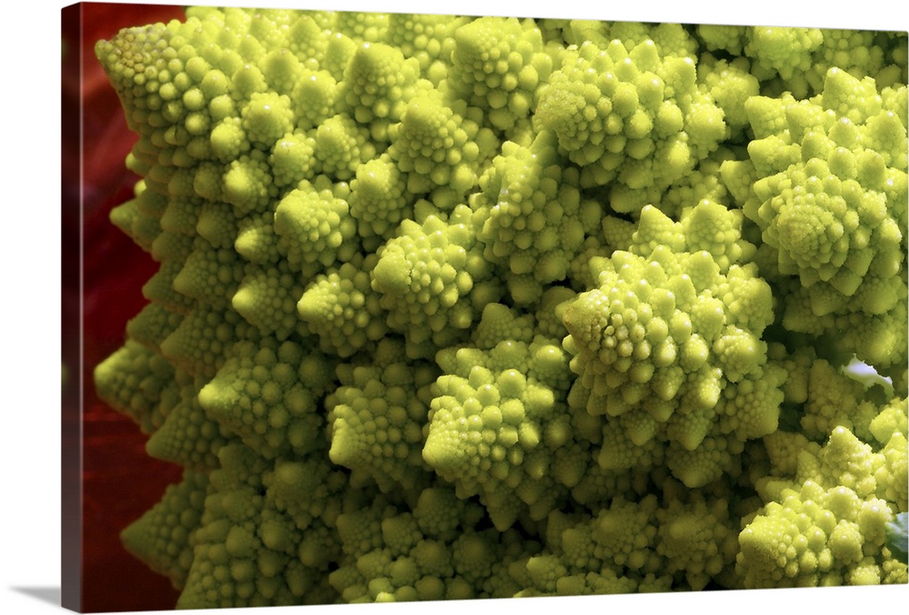 Romanesco Broccoli showing its fractal geometry.A variant form of cauliflower