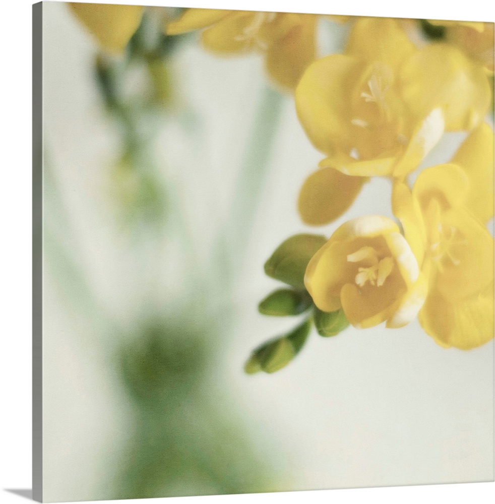Fragrant Freesia flowers in  vase.Soft textures added in processing.