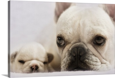 French Bulldog lying with her baby.