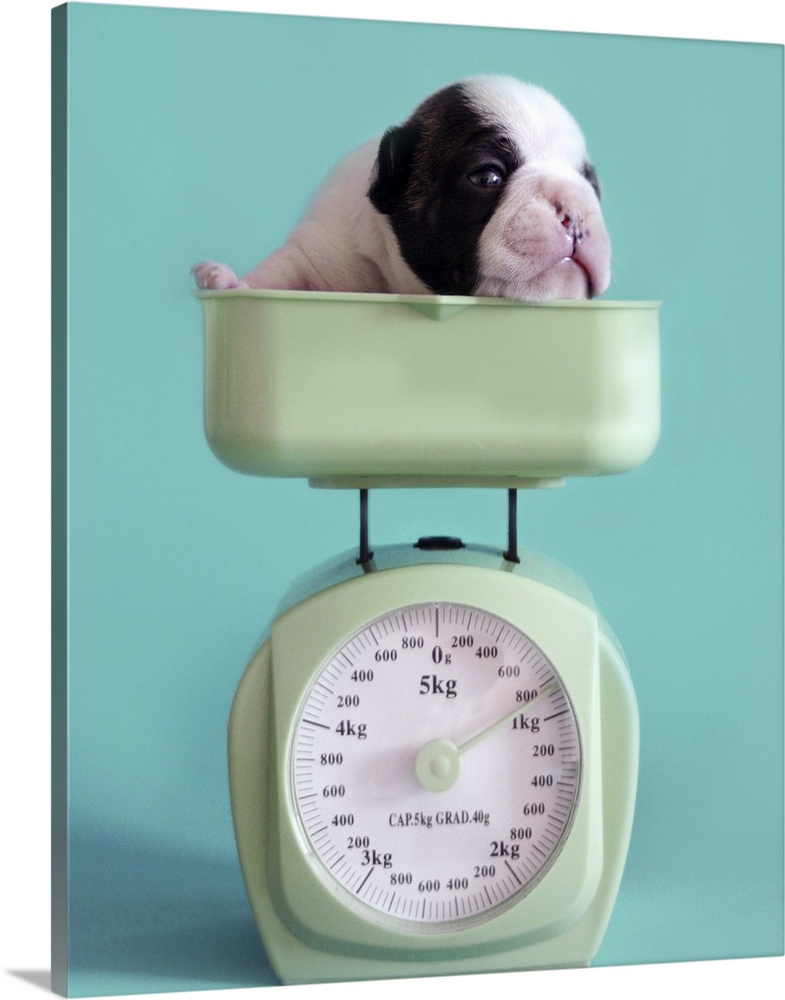 French bulldog puppy checking weight.