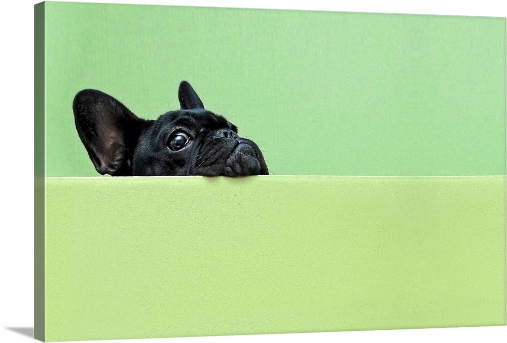 French bulldog puppy peeking over a wall Wall Art, Canvas Prints ...