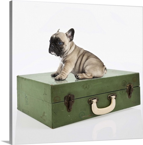 French Bulldog puppy sitting on an old travel case Wall Art, Canvas ...