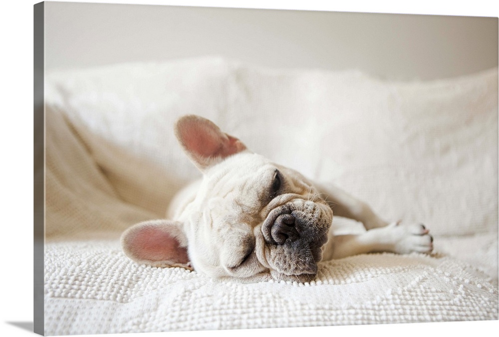 Usa, New York State, New York City, Portrait of French Bulldog sleeping on sofa
