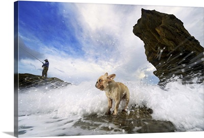 French Bulldog standing on a rock at the sea getting splashed with water