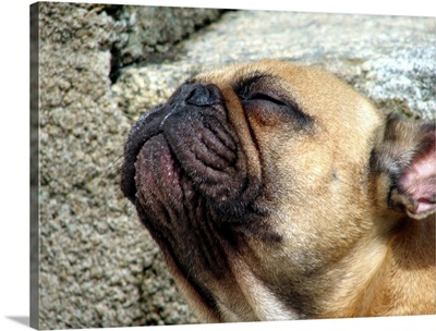 French bulldog sunbathing